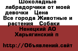 Шоколадные лабрадорчики от моей девочки › Цена ­ 25 000 - Все города Животные и растения » Собаки   . Ненецкий АО,Харьягинский п.